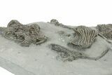 Fossil Crinoid Plate (Nine Species) - Crawfordsville, Indiana #231996-11